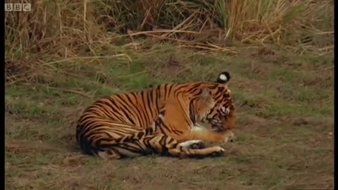 The Battle to Save the Tiger | BBC Earth