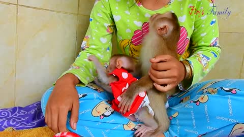 loveable! Liza very precious & helpful carry all stuff for feeding Lory, Liza calm with sweet milk