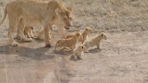 Adorable Lion Cubs Begin Their Journey - Animal Lovers Raise Your Hand