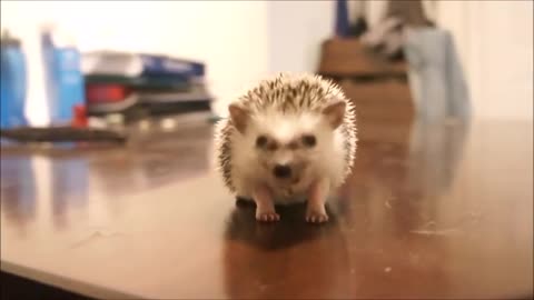 Baby hedgehogs - adorables