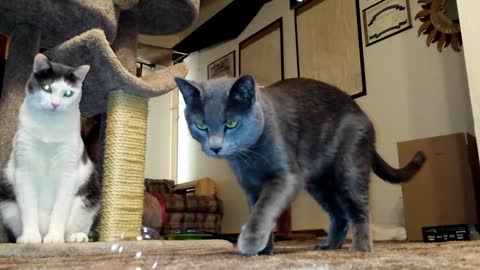 Cats Playing With Bubbles