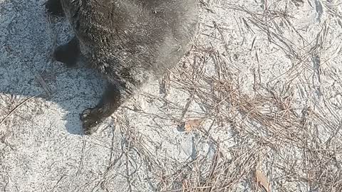 My fat cat loves rolling in the sand