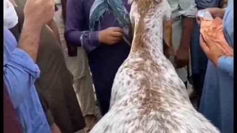 Biggest Bakra Eid UL Adha Lahore 2023 2022 ki yaad jab Bakra or maalik Roya ek sat