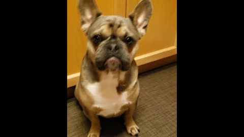 Dog feel guilty after collecting all the shoes