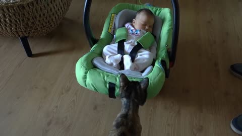 Cats meeting babies