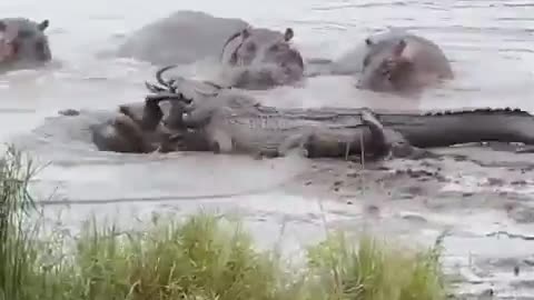 WILDEBEEST vs CROCODRILE vs HIPPOPOTAMUS