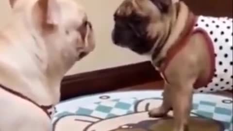 Cutest Try not to Laugh Kittens - Pups - 45