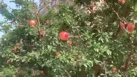 Beautiful flowers and a big tree full of pomegranates