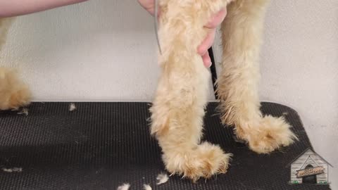 Grooming of a Cockapoo