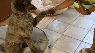 Thankful Doggy Likes To Pray Before Meal Time