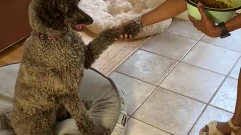 Thankful Doggy Likes To Pray Before Meal Time