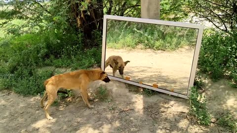 Dog Mirror Prank Hilarious Funny Response Part 4