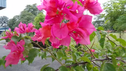 BOUGAINVILLEA FLOWERS