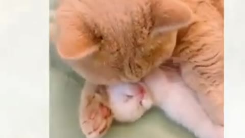 Funny video cat and good