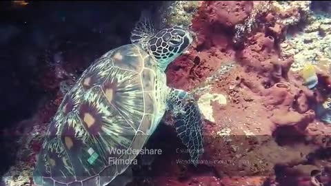 Sea Life - As Natural as it can get - Undisturbed - Lovely to see