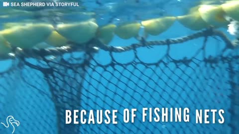 Whale Shark Gets Freed From Fishing Net