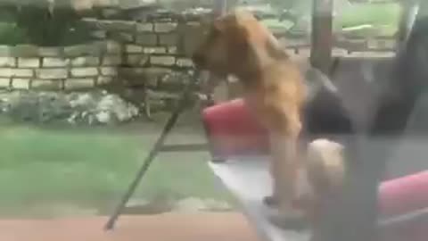 cachorro flagrado brincando em balanço