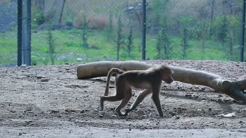 tbilisi,georgia,zoo,animal,,urban,everyday,life,day,landscape,view,city,monkey , video