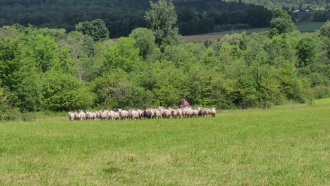 Sheepdog trial: bringing sheep in