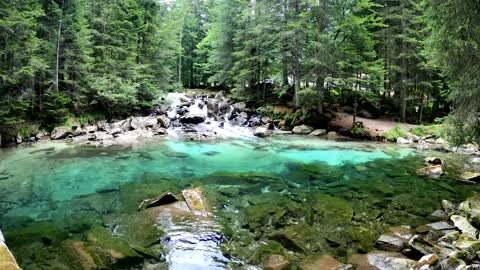 Scenic View of a Clean River in the Middle of the Woods