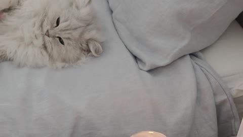 White Cat Lying Down on the Bed