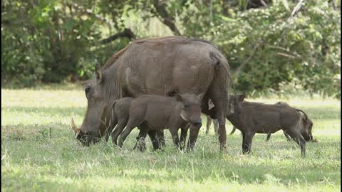 African wild life