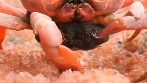 Big Crab Eating Baby Crabs