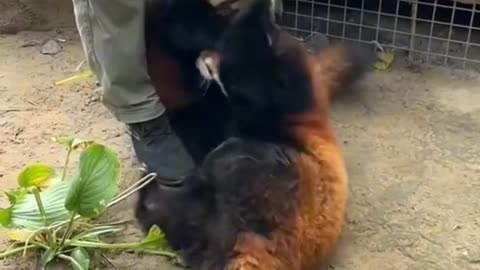 Red Panda WWE