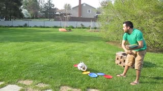 My Jack Russell, Skippy loves to play with frisbee's