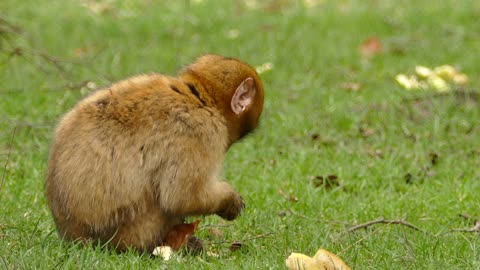 A Brown Monkey Eating Bread Loving Monkey