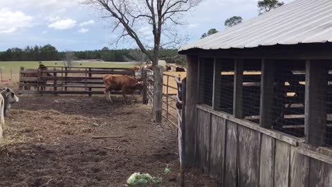 The grass is greener in the horse stall.