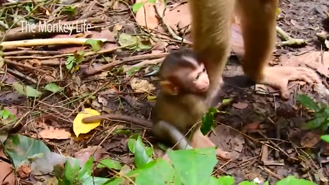 Tiny monkey Rainbow was mis-treated by step mummy Libby