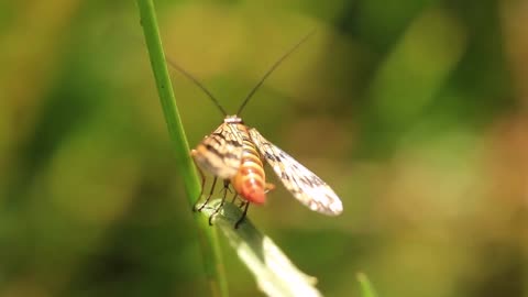 insect on twig video stock footage