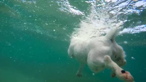 A Dog swim like Professional swimmers