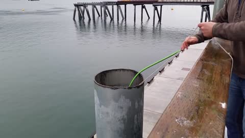 Engineer Rescues Three Seagulls Stuck In A Pipe