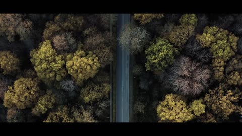 The Forest | Cinematic Drone video