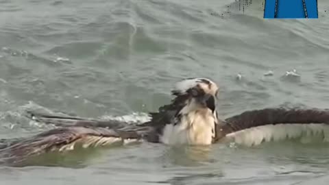 ¡Mira cómo esta poderosa águila lucha con todas sus fuerzas para salir del agua.