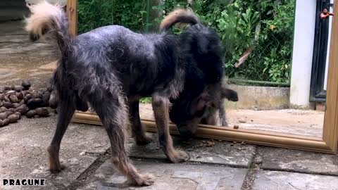 DOG AND MIRROR PRANK