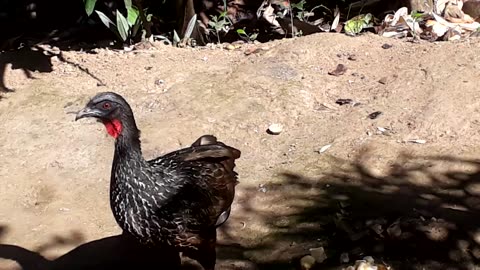 Jacu Deixa Bananas de Lado: Uma Cena Inesperada!