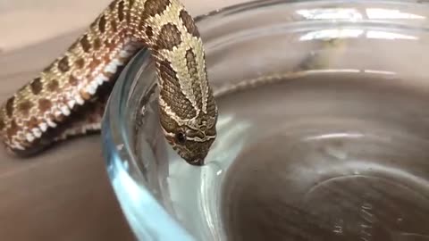 Snake Drinking Water