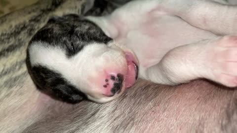 Newborn Whippet