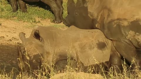 Itchy rhino decides to use brother's backside as rubbing post