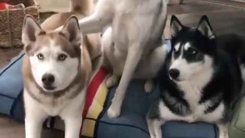 Snowy🐺describes himself and his Siblings