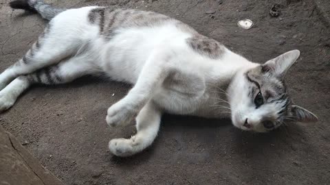 cat swimming on land