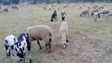 Many goats are eating grass in village ☺️#village #animals