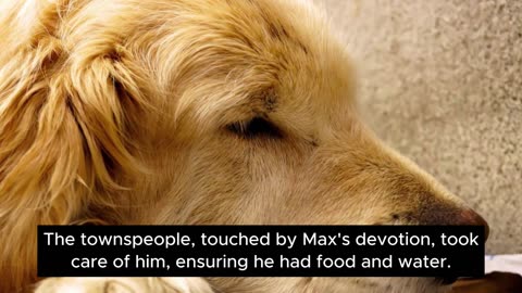 Loyal Dog Refuses to Leave Owner's Grave: A Story of Unconditional Love