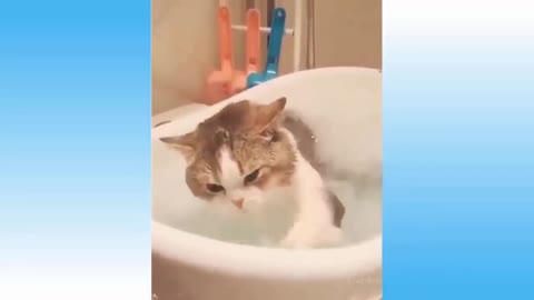 Funny cats compilation 7