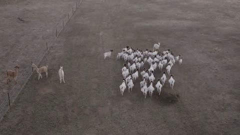 Boer Goat Farm in Australia