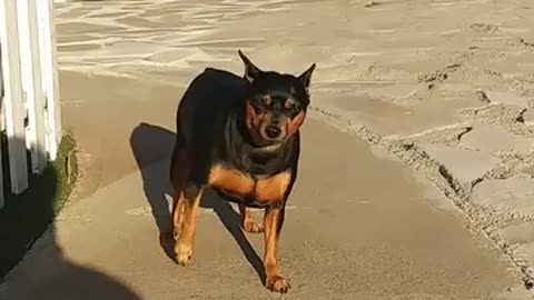 A Man Encouraging his Dog to come down from the step case