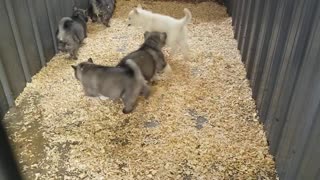 Husky puppies